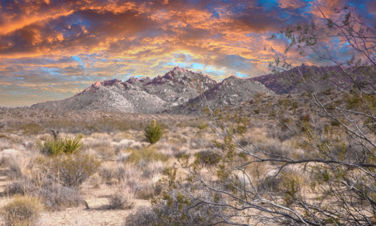 Mojave National Preserve in California