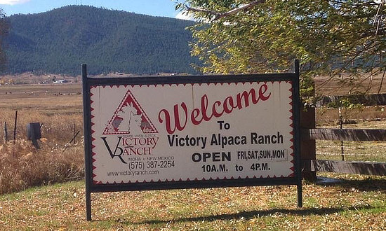 Victory Alpaca Ranch near Las Vegas, New Mexico